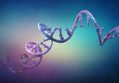 An RNA strand An RNA strand